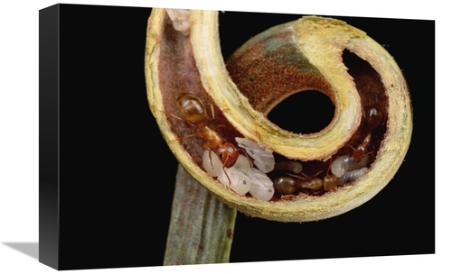 Global Gallery GCS-451011-1218-142 12 x 18 in. Carpenter Ants & Pupae 