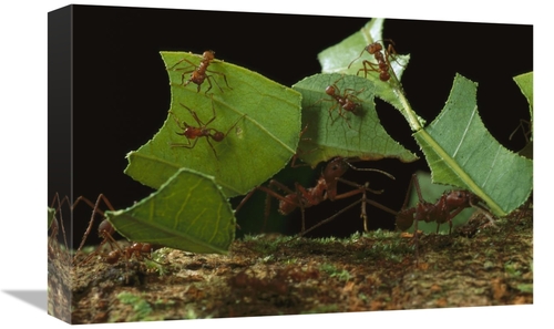 Global Gallery GCS-450769-1218-142 12 x 18 in. Leafcutter Ant Workers 