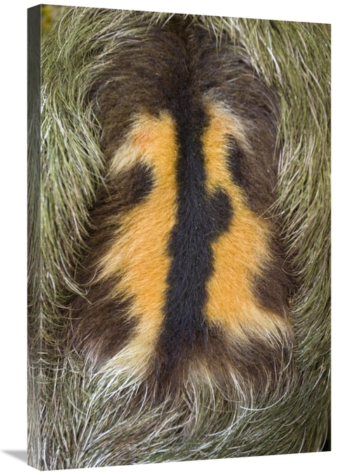 Global Gallery GCS-395868-2030-142 20 x 30 in. Brown-Throated Three-To