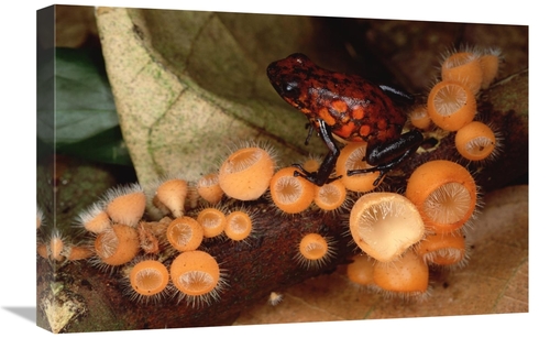 Global Gallery GCS-450761-1624-142 16 x 24 in. Harlequin Poison Dart F