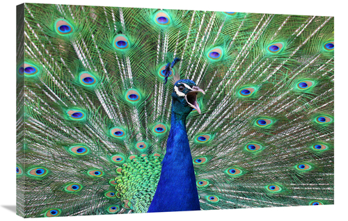 Global Gallery GCS-486420-36-142 36 in. Peacock Art Print - Vic Schend