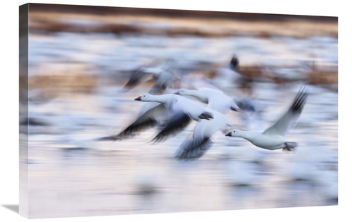 Global Gallery GCS-452615-2030-142 20 x 30 in. Snow Goose Flock Flying