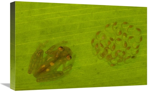 Global Gallery GCS-453184-1624-142 16 x 24 in. Glass Frog with Egg-Clu