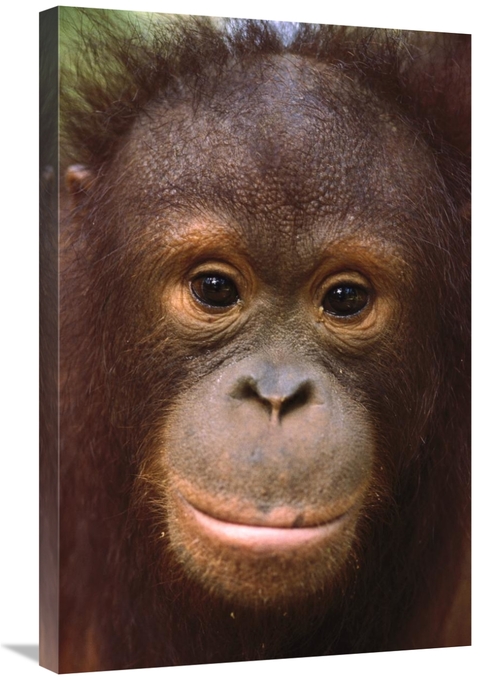 Global Gallery GCS-452735-2030-142 20 x 30 in. Orangutan Close-Up Port