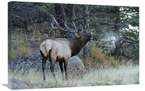 Global Gallery GCS-486604-30-142 30 in. Seeing His Breath Art Print - 