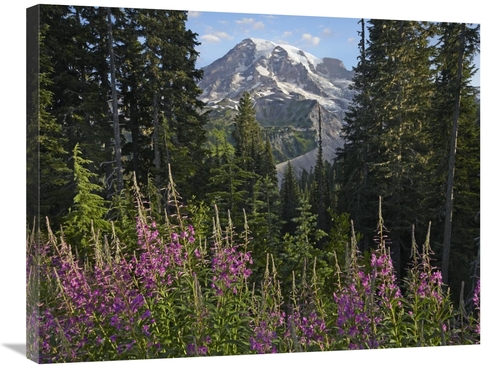 Global Gallery GCS-396949-2432-142 24 x 32 in. Fireweed Flowering & Mo