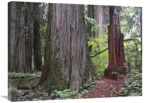 Global Gallery GCS-396985-2432-142 24 x 32 in. Western Red Cedars Grov