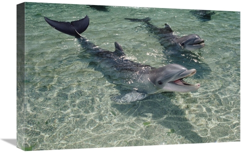 Global Gallery GCS-450670-1624-142 16 x 24 in. Bottlenose Dolphin Pair