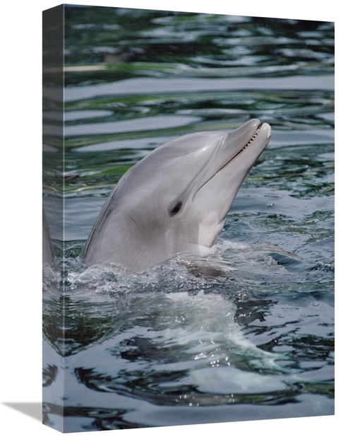 Global Gallery GCS-450626-1218-142 12 x 18 in. Bottlenose Dolphin Port