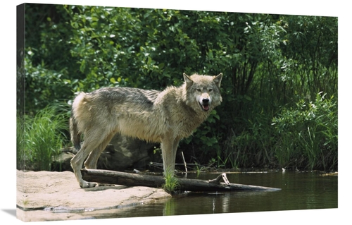 Global Gallery GCS-452556-2436-142 24 x 36 in. Timber Wolf on Riverban