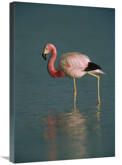 Global Gallery GCS-453169-2030-142 20 x 30 in. Andean Flamingo Wading&