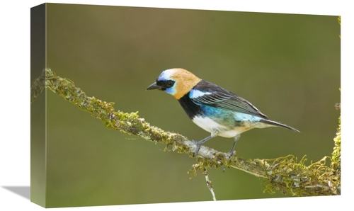 Global Gallery GCS-397281-1218-142 12 x 18 in. Golden-Hooded Tanager&#