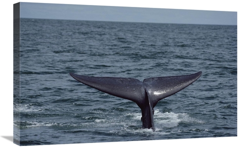 Global Gallery GCS-450599-30-142 30 in. Blue Whale Tail, Sea of Co