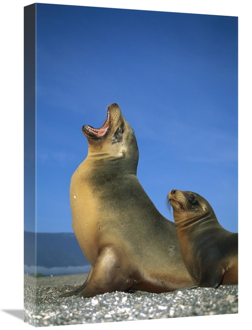 Global Gallery GCS-451756-1624-142 16 x 24 in. Galapagos Sea Lion Fema