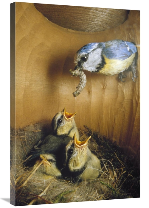 Global Gallery GCS-452387-2436-142 24 x 36 in. Blue Tit Parent Deliver