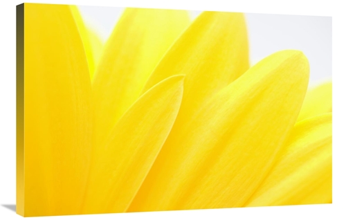 Global Gallery GCS-395289-2436-142 24 x 36 in. Flower Petals, Germ