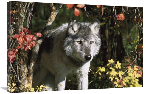 24 x 36 in. Timber Wolf Portrait, Teton Valley, Idaho Art Prin