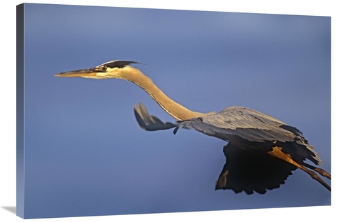 Global Gallery GCS-396091-2436-142 24 x 36 in. Great Blue Heron Flying