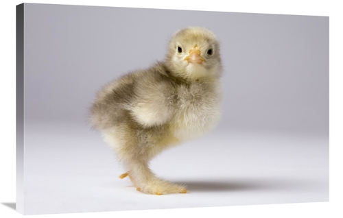 Global Gallery GCS-395716-2436-142 24 x 36 in. Domestic Chicken, B