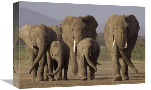 Global Gallery GCS-395763-1218-142 12 x 18 in. African Elephant Herd w