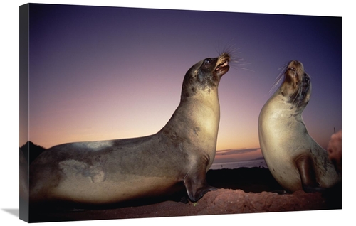 Global Gallery GCS-451148-2030-142 20 x 30 in. Galapagos Sea Lion Youn