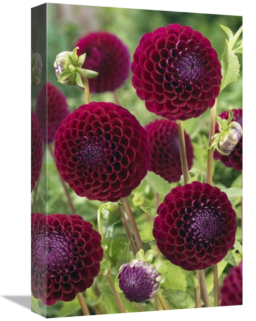 Global Gallery GCS-398373-1218-142 12 x 18 in. Dahlia Downham Royal Va