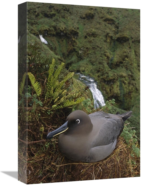 Global Gallery GCS-451800-1218-142 12 x 18 in. Sooty Albatross Nesting