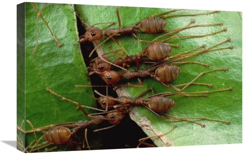 Global Gallery GCS-451008-1624-142 16 x 24 in. Weaver Ants Group Hold 