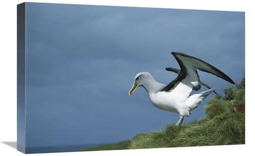 Global Gallery GCS-451663-1624-142 16 x 24 in. Bullers Albatross Sprea
