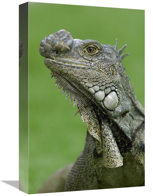 Global Gallery GCS-453069-1218-142 12 x 18 in. Green Iguana, Semin