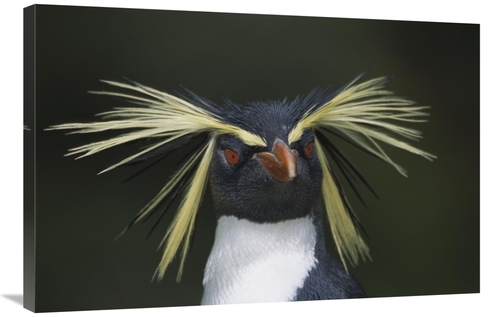 Global Gallery GCS-395617-2436-142 24 x 36 in. Rockhopper Penguin Port