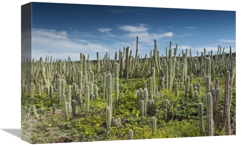 Global Gallery GCS-397949-1218-142 12 x 18 in. Pitayo De Mayo Cacti&#4