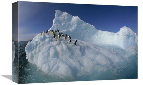 Global Gallery GCS-453459-1218-142 12 x 18 in. Adelie Penguina on Scul