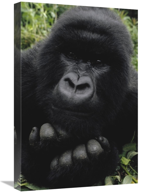 Global Gallery GCS-452785-1624-142 16 x 24 in. Mountain Gorilla Juveni