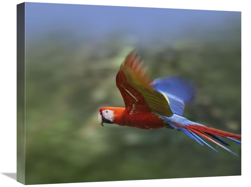 Global Gallery GCS-395996-2024-142 20 x 24 in. Scarlet Macaw Flying&#4