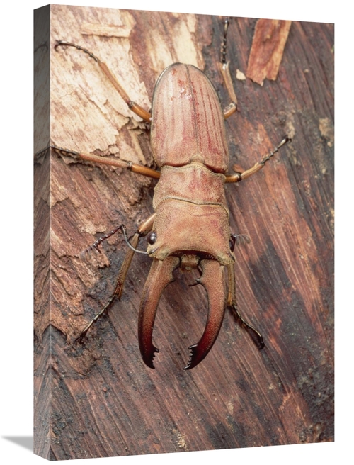 Global Gallery GCS-450968-1624-142 16 x 24 in. Stag Beetle, Sarawa