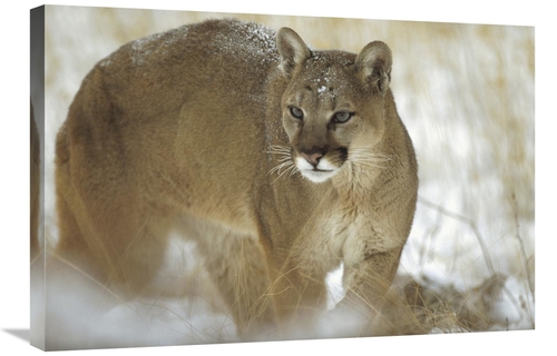 Global Gallery GCS-451952-2030-142 20 x 30 in. Mountain Lion Portrait 
