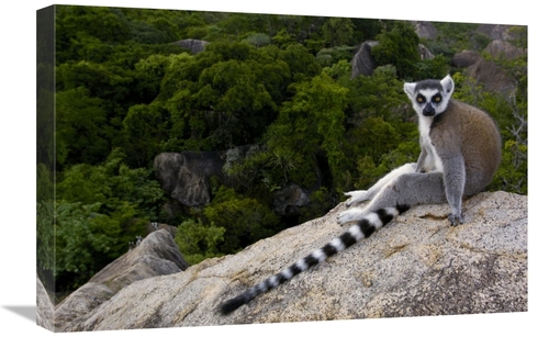 Global Gallery GCS-453245-1624-142 16 x 24 in. Ring-Tailed Lemur Resti