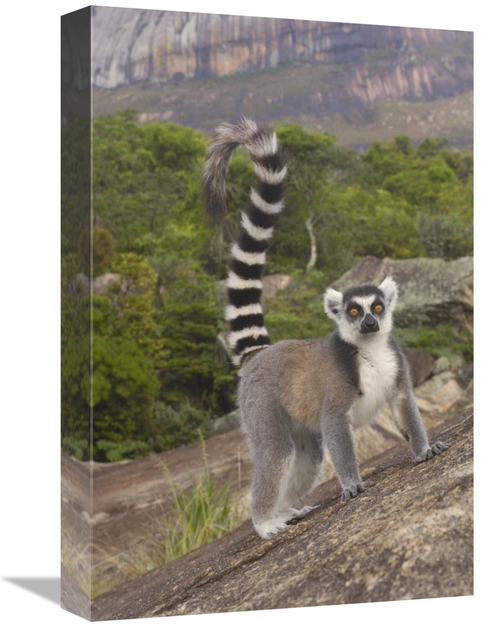 Global Gallery GCS-453258-1218-142 12 x 18 in. Ring-Tailed Lemur Portr