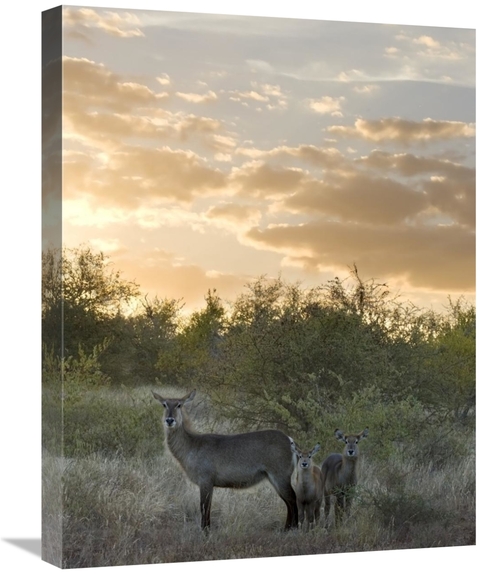 Global Gallery GCS-395436-1824-142 18 x 24 in. Waterbuck Mother & Calf