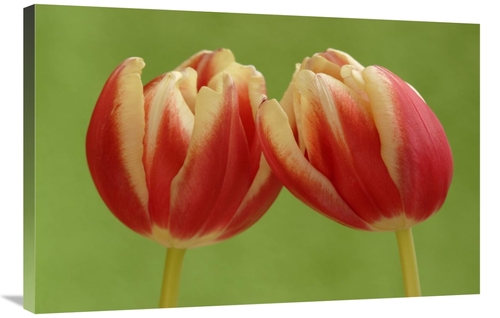 Global Gallery GCS-398006-2436-142 24 x 36 in. Tulip Pair Flowering&#4