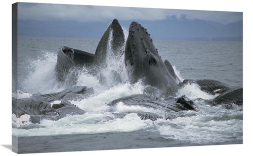 Global Gallery GCS-397852-2436-142 24 x 36 in. Humpback Whale Cooperat