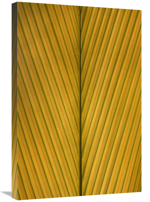 Global Gallery GCS-395355-2030-142 20 x 30 in. Palm Leaf Showing Midri