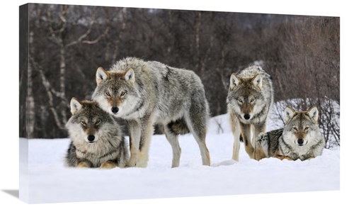 Global Gallery GCS-398259-30-142 30 in. Gray Wolf Group, Norway Ar