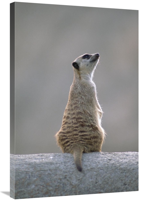 Global Gallery GCS-452929-2436-142 24 x 36 in. Meerkat Sunning on A Ro