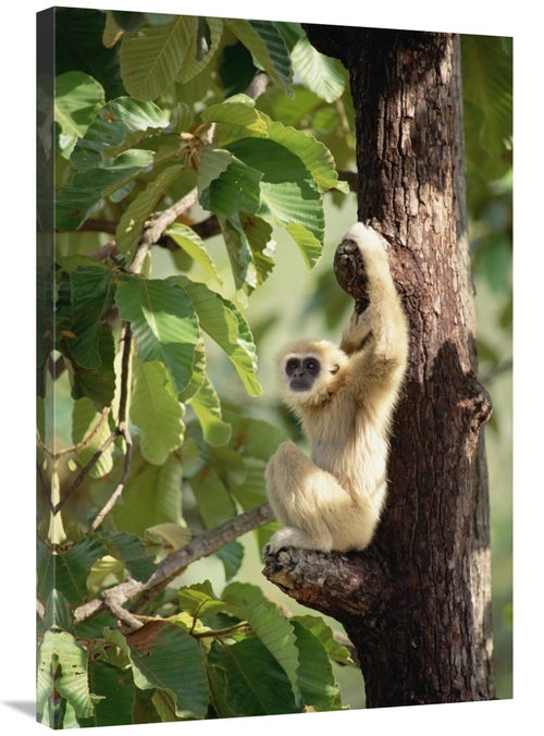 Global Gallery GCS-452820-2436-142 24 x 36 in. White-Handed Gibbon in 