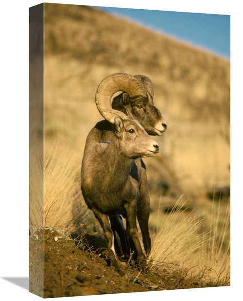 Global Gallery GCS-451861-1218-142 12 x 18 in. Bighorn Sheep Pair,