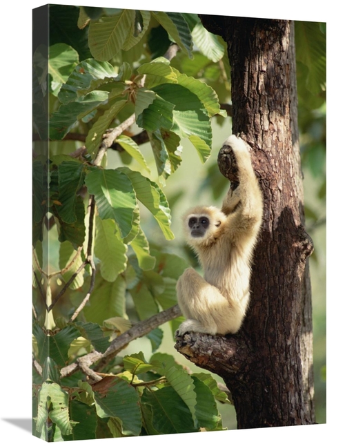Global Gallery GCS-452820-1624-142 16 x 24 in. White-Handed Gibbon in 