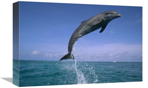 Global Gallery GCS-452430-1218-142 12 x 18 in. Bottlenose Dolphin Leap