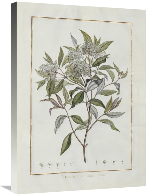 Global Gallery GCS-266162-30-142 30 in. Cornus Art Print - Charles-Lou